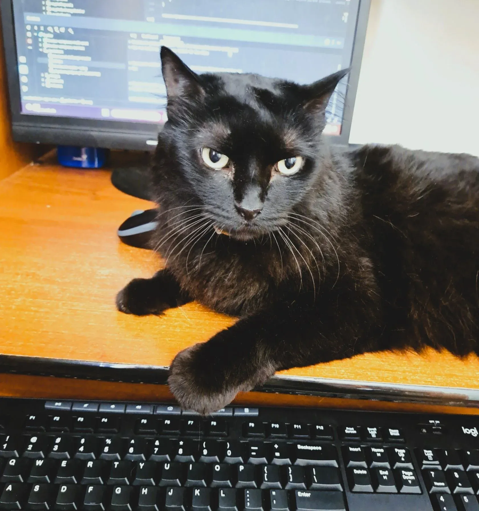 My cat in my workspace